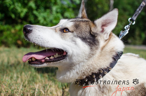 大型犬　首輪 革